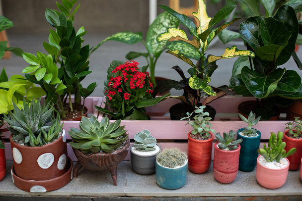 Home gardening concept. Collection of houseplants and ornamental plants in pots. Plant care. Modern composition of home garden. Mini garden of succulents and Cactus in pots at home. Ficus, zamioculcas - Fotografie, Obrázek