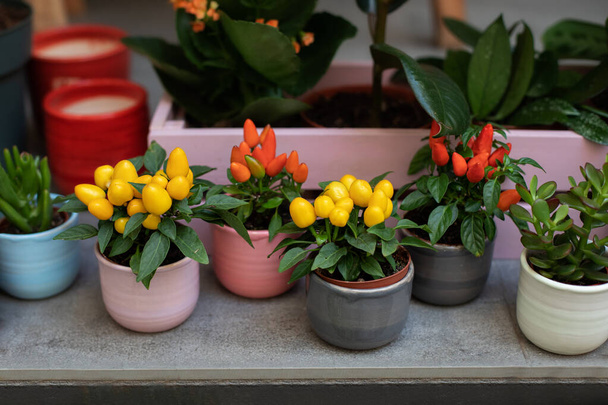 Διακοσμητικές μικρές πολύχρωμες πιπεριές jalapeno αναπτύσσονται σε πήλινα δοχεία στο σπίτι μίνι κήπο. Ώριμο τσίλι σε κλαδί θάμνου. Σπιτική ιδέα κηπουρικής. Διαφορετικά φυτά πιπεριού τσίλι με κίτρινα, κόκκινα και πορτοκαλί φρούτα - Φωτογραφία, εικόνα