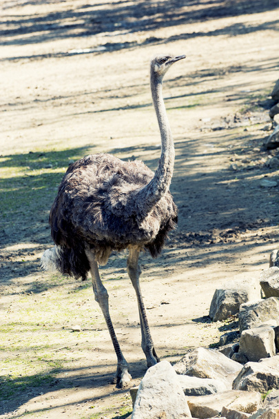Avestruz (Struthio camelus
) - Foto, imagen