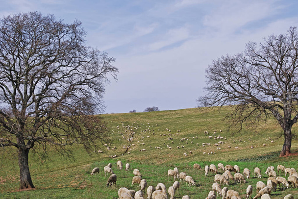 большое стадо пасущихся овец, Ovis aries, Bovidae - Фото, изображение