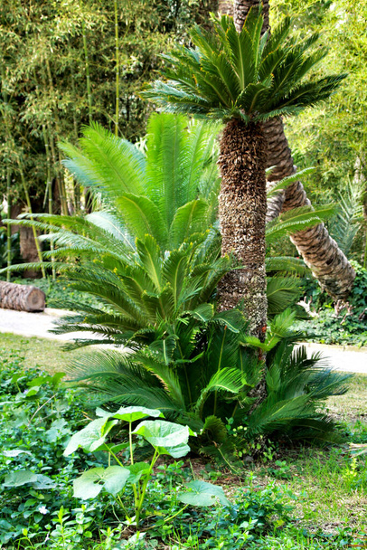 Cycas Revoluta plant in the garden in Elche, Alicante - Photo, Image