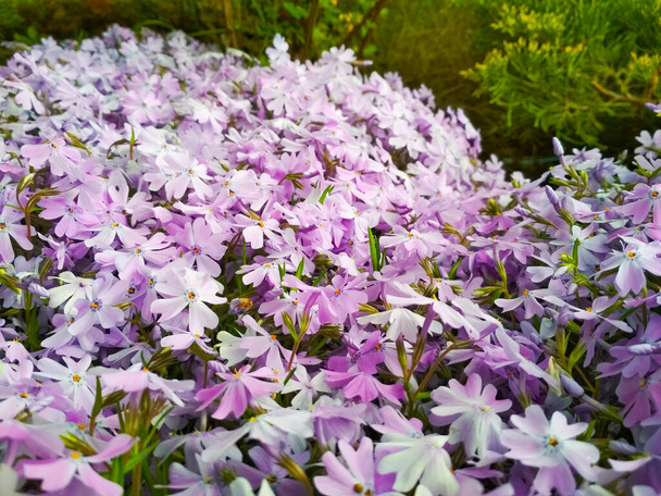 Moss phlox or mountain phlox flowers background. Purple flowers for background. - Photo, Image