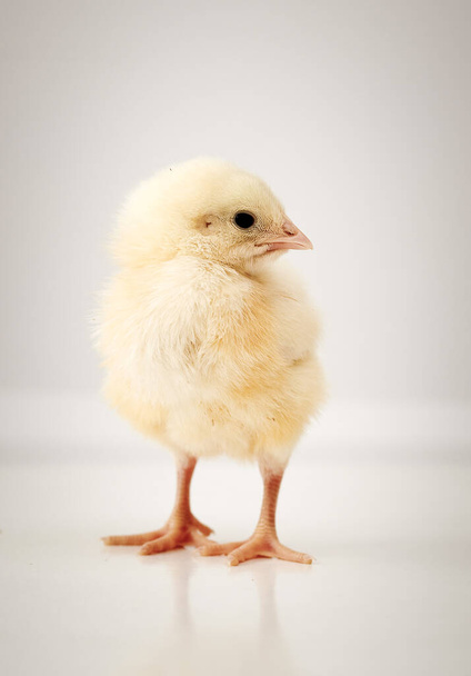 uroczy mały kurczak na białym - Zdjęcie, obraz