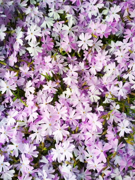 Moss phlox or mountain phlox flowers background. Purple flowers for background. - Photo, Image