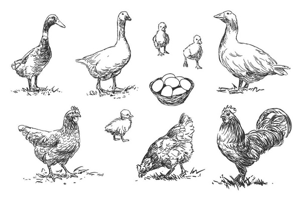 Птица - набор иллюстраций для сельскохозяйственных животных, черно-белые рисунки - Вектор,изображение