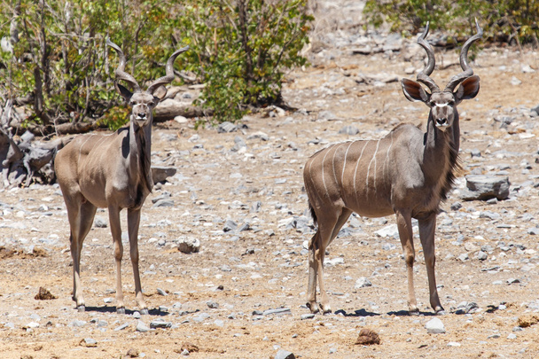 Koedoe - etosha safari park in Namibië - Foto, afbeelding