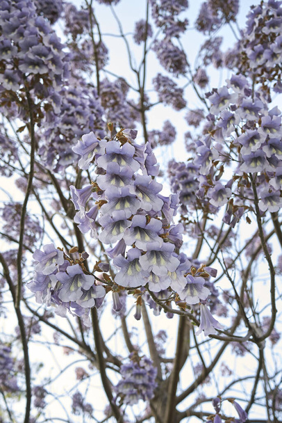 Вид на Paulownia tomentosa blossom - Фото, изображение