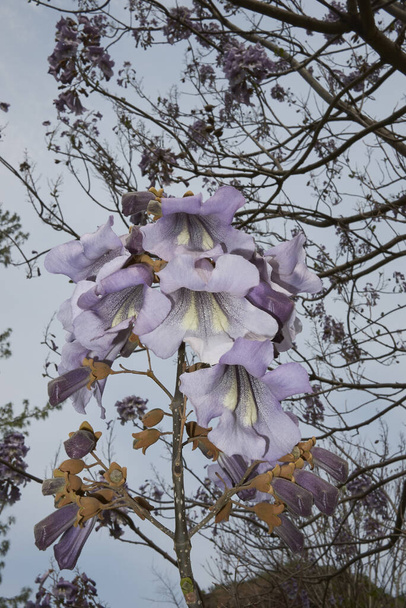 lilac flowers of Paulownia tomentosa tree - Photo, Image