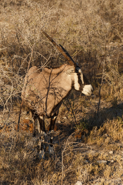 Oryx - etosha park safari w Namibii - Zdjęcie, obraz