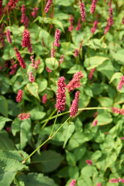  View of Persicaria "Fat domino" - Photo, Image