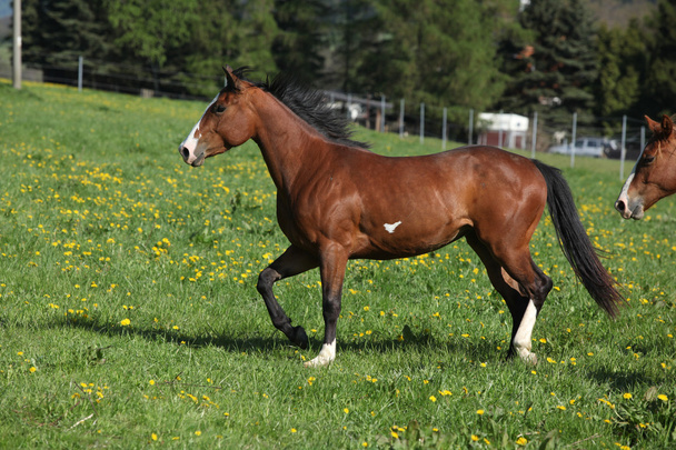 Gorgeous paint horse mare running on pasturage - Photo, Image