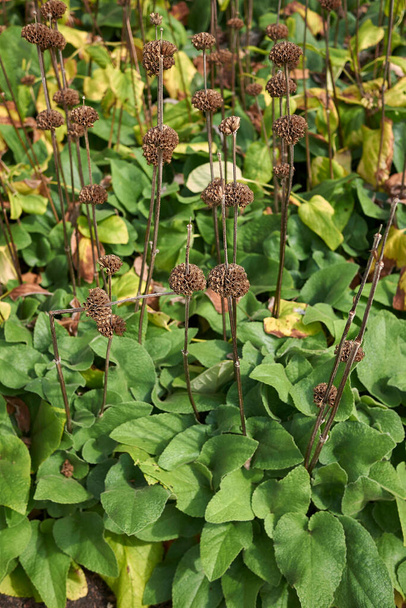 Phlomis russelliana Pflanzen in einem Blumenbeet - Foto, Bild