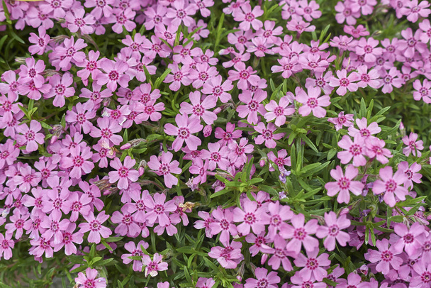 Phlox subulata flores rosadas - Foto, Imagen