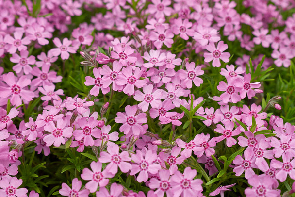 Phlox subulata vaaleanpunaiset kukat - Valokuva, kuva