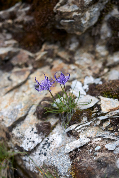 Phyteuma hemisphaericum blue violet inforence - Фото, изображение