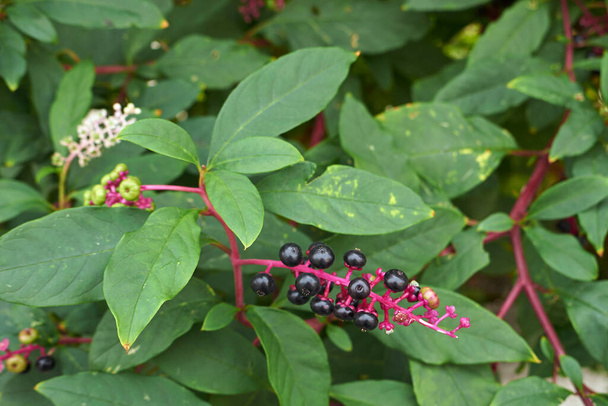 Phytolacca americana branch with fruit - Photo, Image