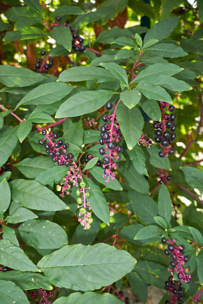 Phytolacca americana branch with fruit - Photo, Image