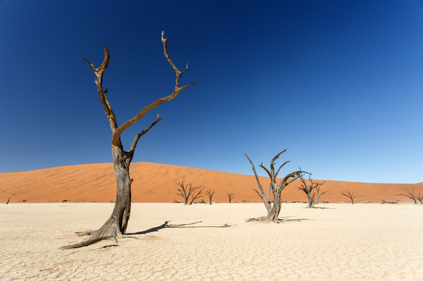 Dead vlei - sossusvlei, Намибия - Фото, изображение