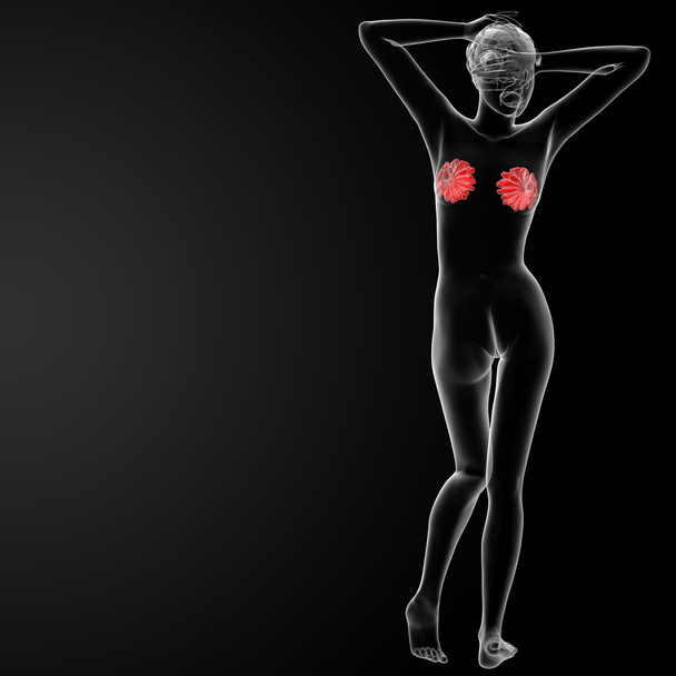 anatomie mammaire féminine
 - Photo, image