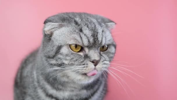 Gatto scozzese grigio piega con un primo piano muso scontento su uno sfondo rosa. Animaletto divertente. - Filmati, video