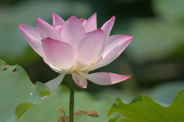 Pink Lotus flower at Lotus field pond - 写真・画像