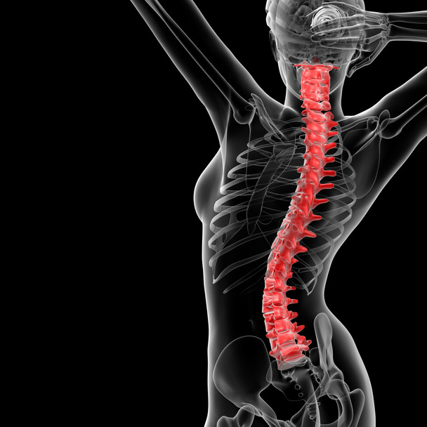 Colonna vertebrale - Foto, immagini