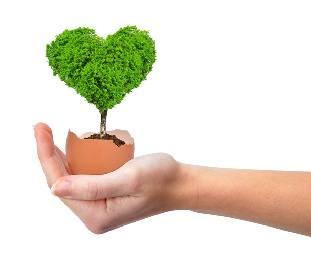 ręka trzyma drzewo w kształcie serca, wyrastające z jaj - Zdjęcie, obraz