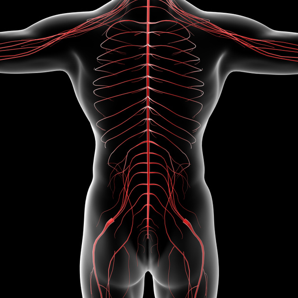 Système nerveux - Photo, image