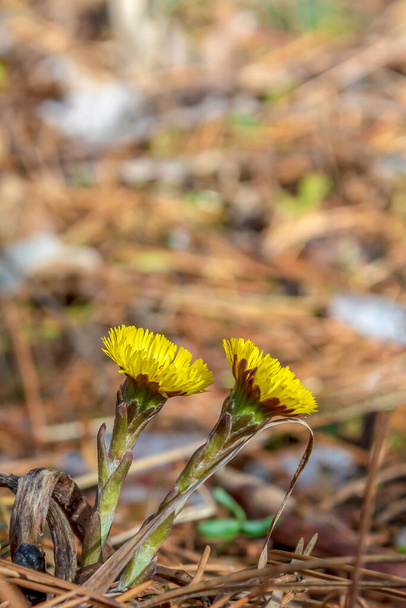 Tussilago farfara, commonly known as coltsfoot, is a perennial plant that blooms in early spring. It is a medicinal plant used to treat coughs and as a tea.  - Photo, Image