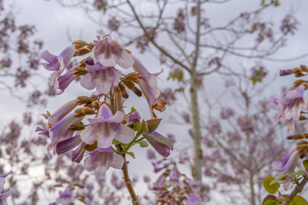 スペイン・マヨルカ島内の曇りの日に紫の花を咲かせるパウロニア帝(桐トメノサ) - 写真・画像