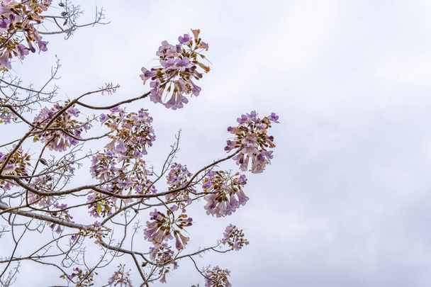 Growing Paulonia Imperial (Paulownia tomentosa) with purple flowers on a cloudy day in the interior of the island of Mallorca, Spain - Photo, Image