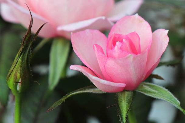 開花時のミニピンクのバラのマクロ. - 写真・画像