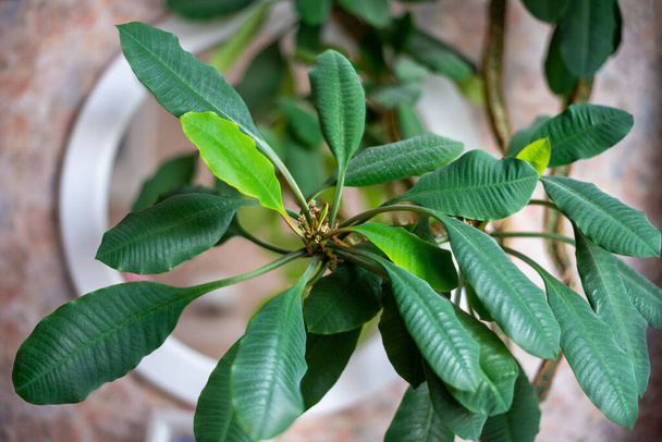 Zielone liście rośliny domowej Euphorbia leuconeura, tło. - Zdjęcie, obraz