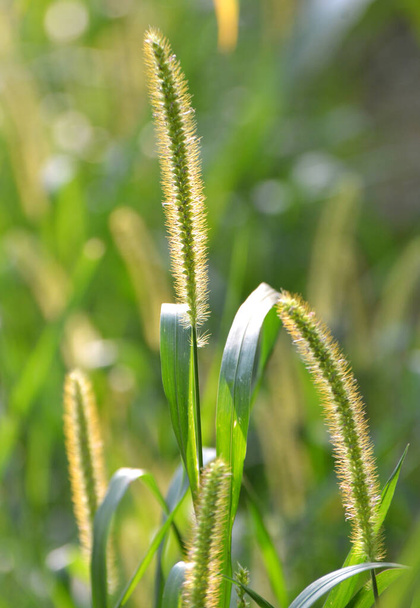 Setaria pumila grows in the field in nature. - Photo, Image