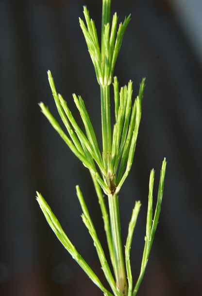 Pole skrzypu (Equisetum arvense) rośnie w środowisku naturalnym. - Zdjęcie, obraz