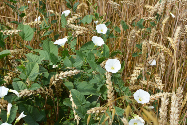 Convolvulus arvensis grows and blooms in the field - Photo, Image