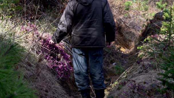 Mężczyzna idzie obok Winter Heath wiosną kwitnie (Erica carnea) - Materiał filmowy, wideo