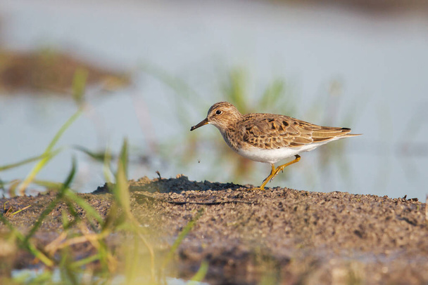 sandpiper in shallow water during migration - Photo, Image