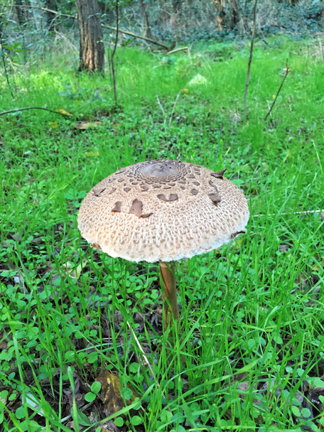 Edible Parasol mushrooms in the woods - Photo, Image