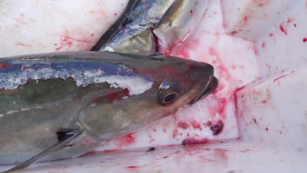 Frisch gefangener Kabeljau am Boden einer Plastikbox atmet. Sportfischen vom Boot aus. - Filmmaterial, Video