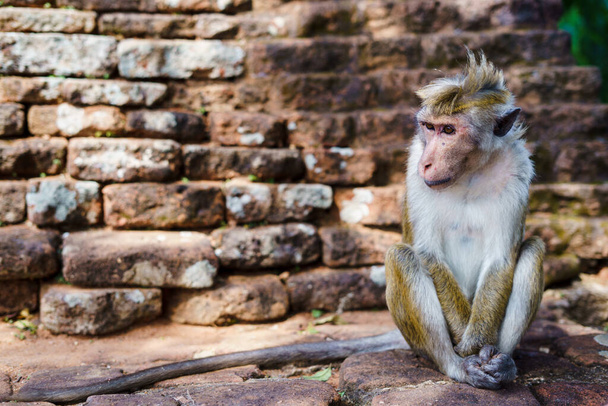 Apina istuu kaupungin alueella. Luonnonvaraisten eläinten kohtaus eläinten kanssa. - Valokuva, kuva