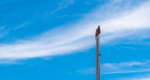 Carcar falcon (Caracara plancus) perched on a concrete pole and in the background the blue sky. Species of raptor of the falconid family. It inhabits the center and the south of all South America - Photo, Image