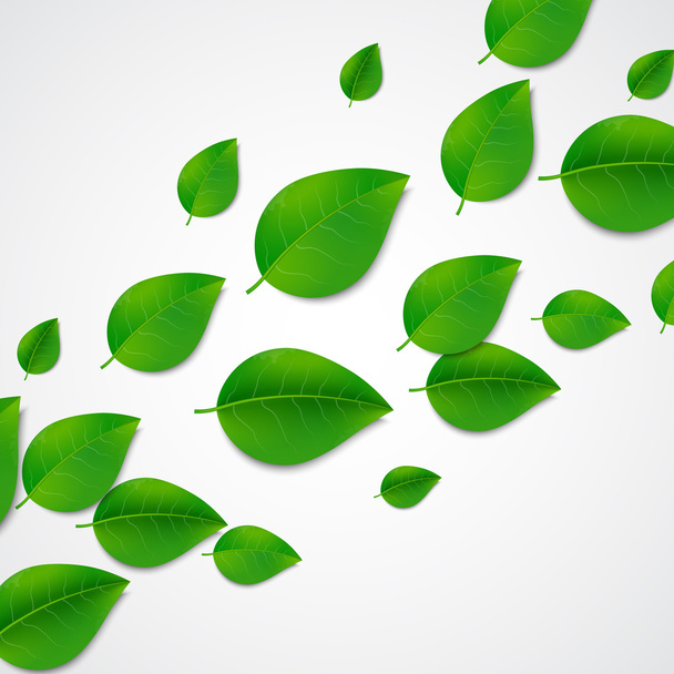 Green leaves background - Vector, imagen