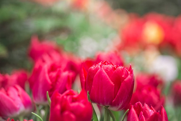 Beautiful pink tulips on a blurred background. floral background - 写真・画像