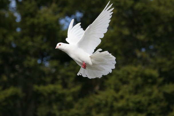 Bela pomba branca voando, fundo de árvore verde escuro
 - Foto, Imagem