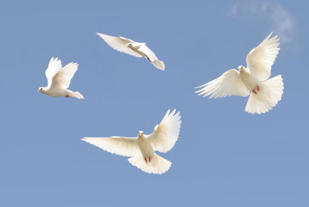 Composite of a beautiful white dove flying, blue sky background - Photo, Image