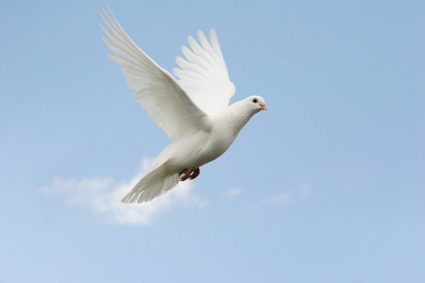 Belle colombe blanche volant, fond bleu ciel
 - Photo, image