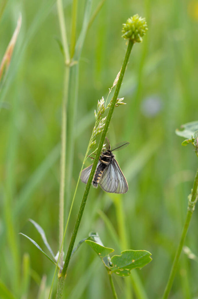 Μικρό έντομο νυχτοπεταλούδα στο γρασίδι, λαμπερά φτερά, πρώιμα έντομα της άνοιξης - Φωτογραφία, εικόνα