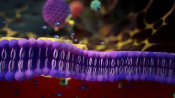 Kanały jonowe w komórkach nabłonkowych - Materiał filmowy, wideo