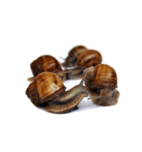 snail on a white background - Photo, Image